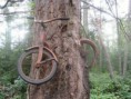 /album/fotogaleria-fotogaleria1/bicicleta-y-arbol-jpg/